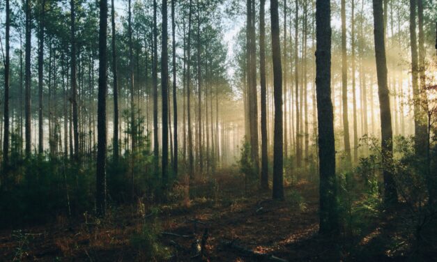 4 Fantastiske Shelterpladser i Haderslev-området