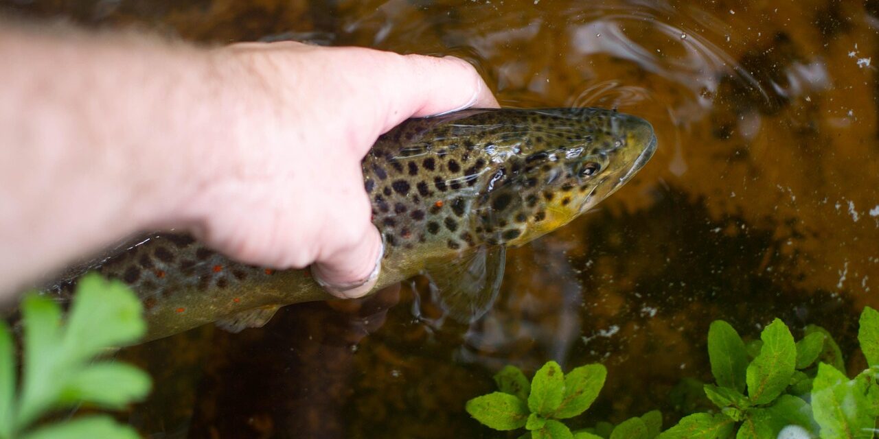 Højrupgaard: Fynsk Put And Take Og Hesteridning