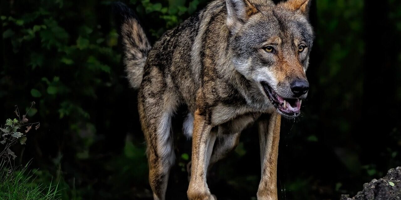Ulvepolitik i Norden: Når naturens rovdyr møder menneskets verden