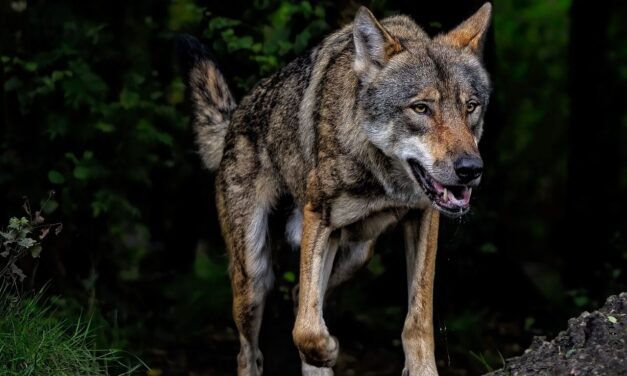 Ulvepolitik i Norden: Når naturens rovdyr møder menneskets verden