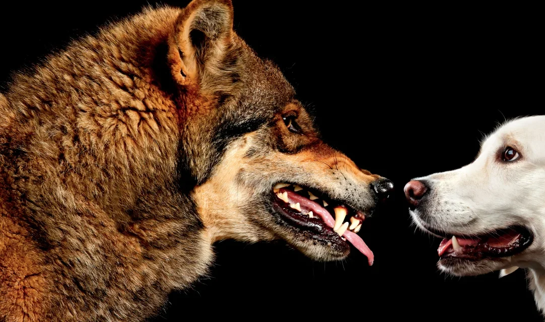 Virkelighedstjek: Hunde Er Farligere End Vilde Ulve