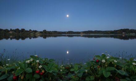 Fuldmåne juni: Strawberry Moon og årets mikromåne