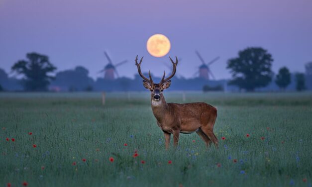 Fuldmåne i juli: En komplet guide til Buck Moon og årets særlige mikromåne