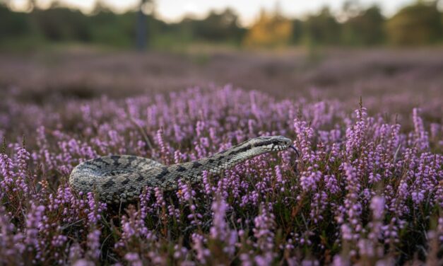 Hugorm: En rejse gennem Danmarks mest ikoniske slanges dag